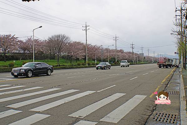 釜山沙上掛法站韓國賞櫻三樂江邊公園삼락강변공원007.jpg