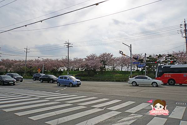 釜山沙上掛法站韓國賞櫻三樂江邊公園삼락강변공원008.jpg 釜山沙上掛法站韓國賞櫻三樂江邊公園삼락강변공원008.jpg