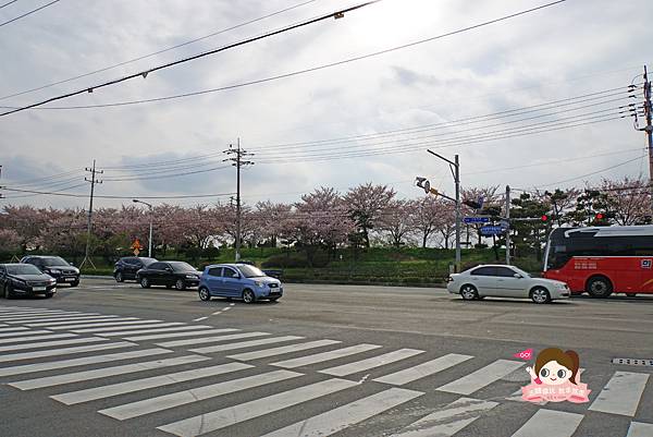 釜山沙上掛法站韓國賞櫻三樂江邊公園삼락강변공원008.jpg