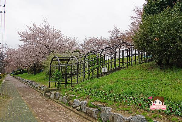 釜山沙上掛法站韓國賞櫻三樂江邊公園삼락강변공원009.jpg