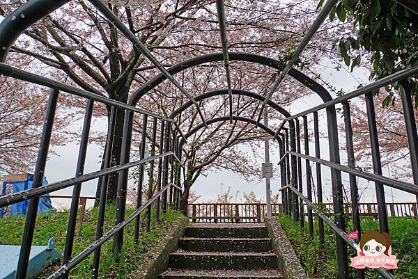 釜山沙上掛法站韓國賞櫻三樂江邊公園삼락강변공원011.jpg