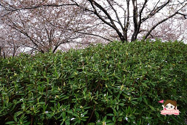 釜山沙上掛法站韓國賞櫻三樂江邊公園삼락강변공원013.jpg 釜山沙上掛法站韓國賞櫻三樂江邊公園삼락강변공원013.jpg