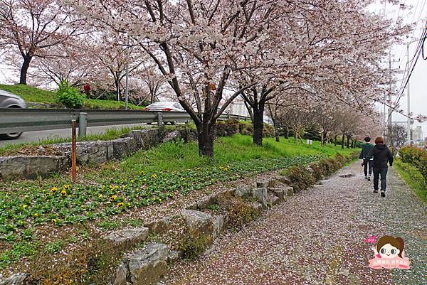 釜山沙上掛法站韓國賞櫻三樂江邊公園삼락강변공원012.jpg 釜山沙上掛法站韓國賞櫻三樂江邊公園삼락강변공원012.jpg