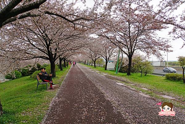 釜山沙上掛法站韓國賞櫻三樂江邊公園삼락강변공원018.jpg 釜山沙上掛法站韓國賞櫻三樂江邊公園삼락강변공원018.jpg