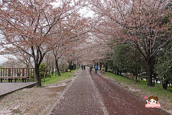 釜山沙上掛法站韓國賞櫻三樂江邊公園삼락강변공원020.jpg 釜山沙上掛法站韓國賞櫻三樂江邊公園삼락강변공원020.jpg