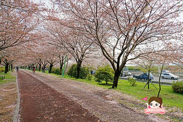 釜山沙上掛法站韓國賞櫻三樂江邊公園삼락강변공원021.jpg 釜山沙上掛法站韓國賞櫻三樂江邊公園삼락강변공원021.jpg