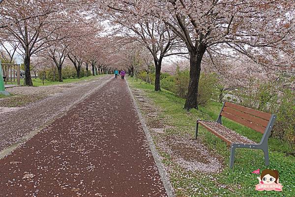 釜山沙上掛法站韓國賞櫻三樂江邊公園삼락강변공원036.jpg