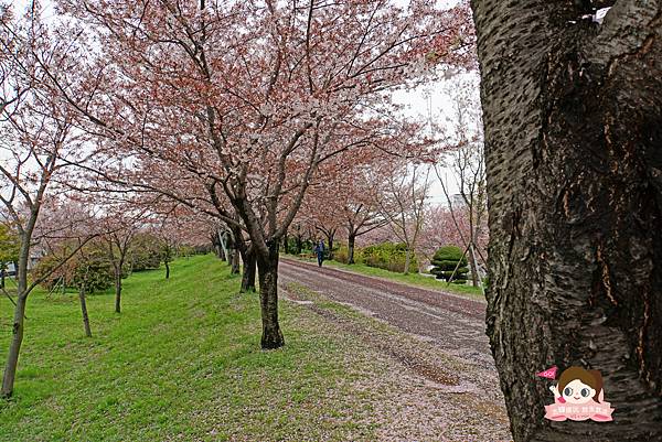 釜山沙上掛法站韓國賞櫻三樂江邊公園삼락강변공원037.jpg