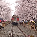 鎮海慶和車站櫻花路진해경화역벚꽃길029.jpg