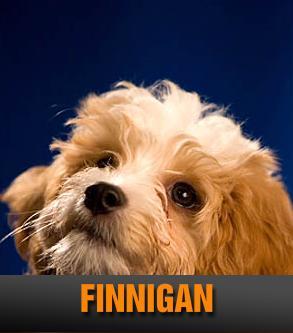 FINNIGAN