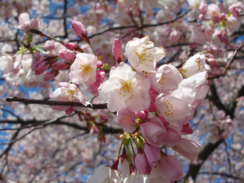 桜 2009-009.jpg