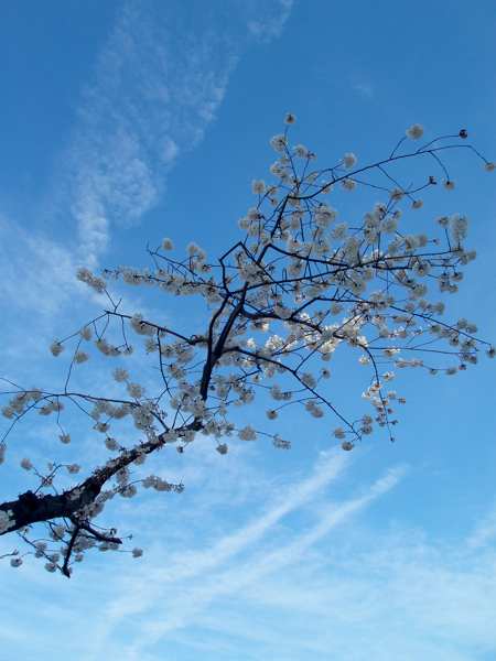 桜 2009-021.jpg