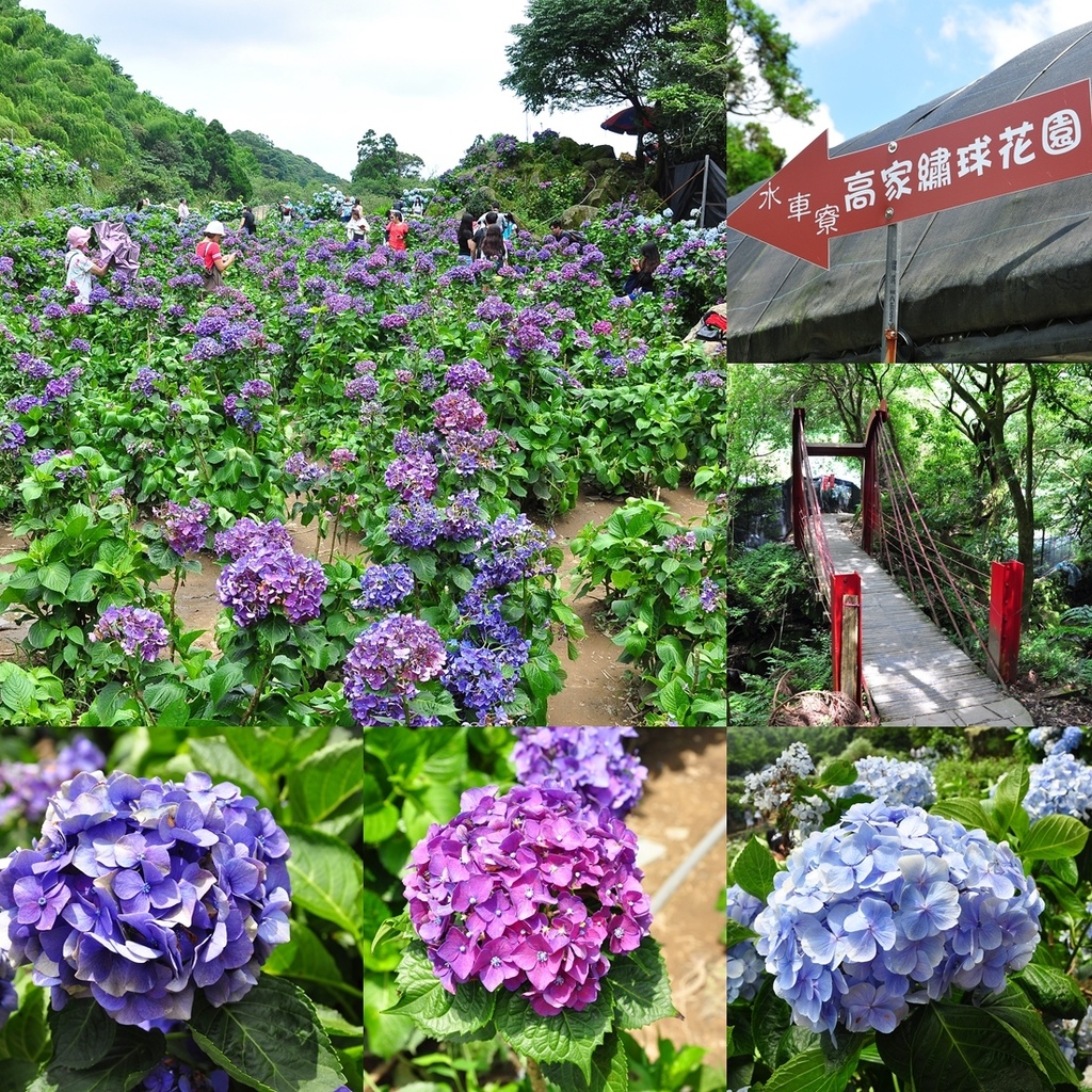 繡球花 tittle.jpg 繡球花 tittle.jpg