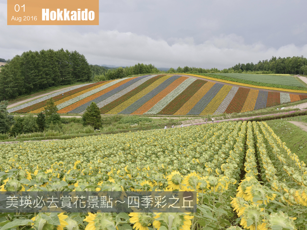 夏日花見北海道 .001.jpeg 夏日花見北海道 .001.jpeg