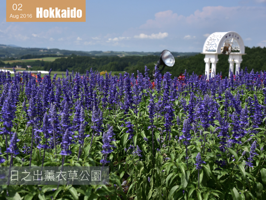 夏日花見北海道 .001.jpeg 夏日花見北海道 .001.jpeg