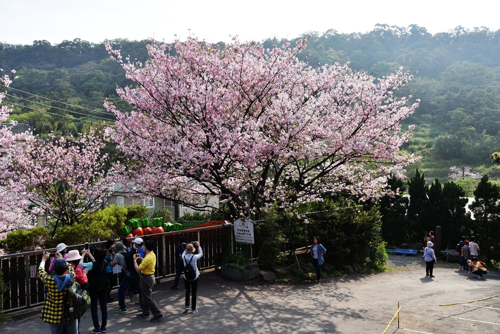 內厝溪 櫻木花廊 03.jpg 內厝溪 櫻木花廊 03.jpg