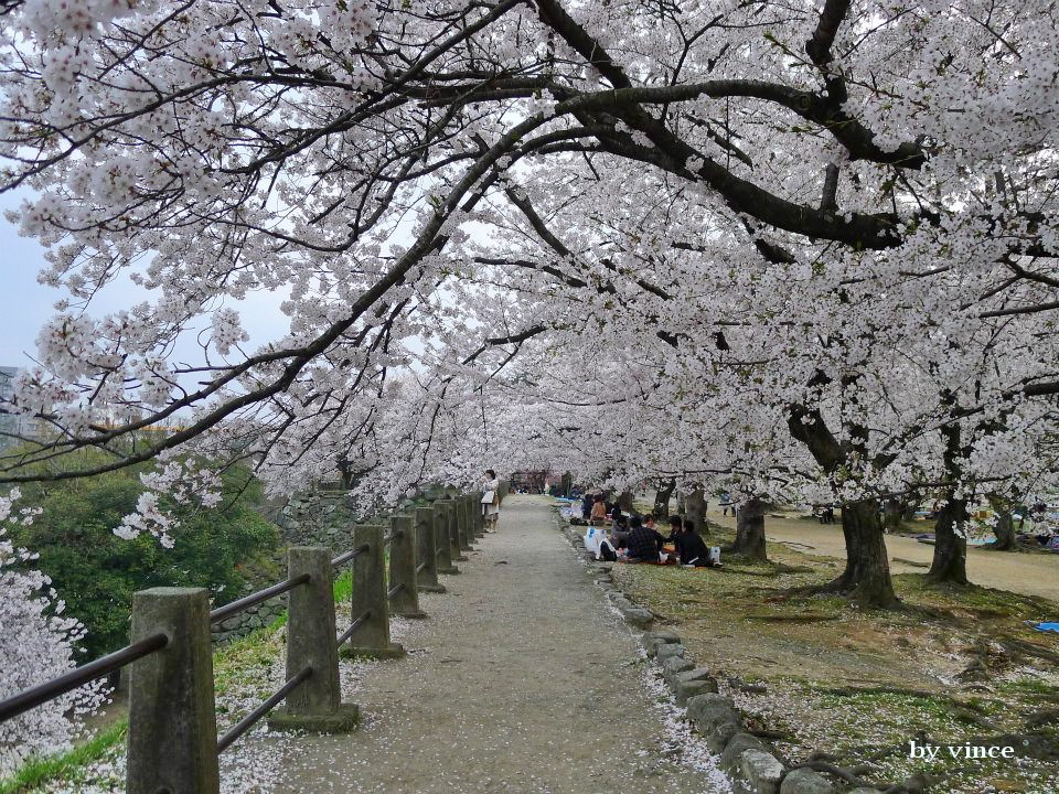 福岡城跡櫻花