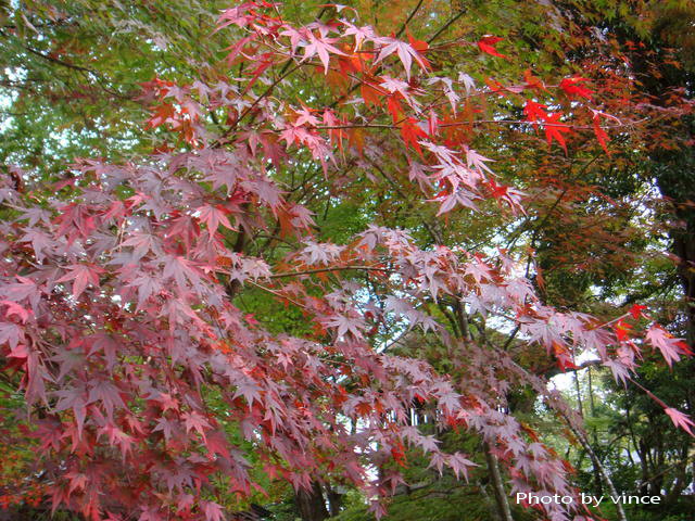 中尊寺  紅葉