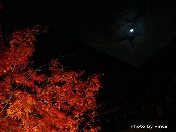 知恩院 方丈庭園 夜楓