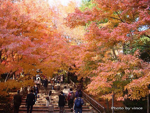 龍安寺 楓葉1