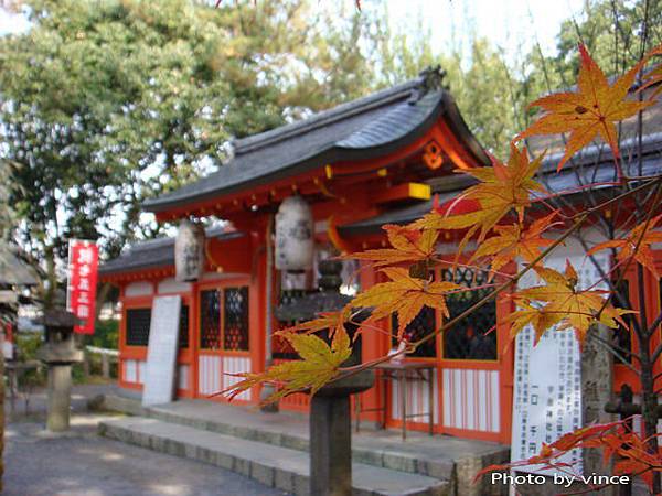 宇治神社 楓葉