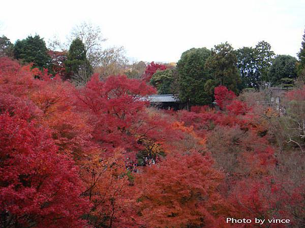 東福寺 楓葉 臥雲橋