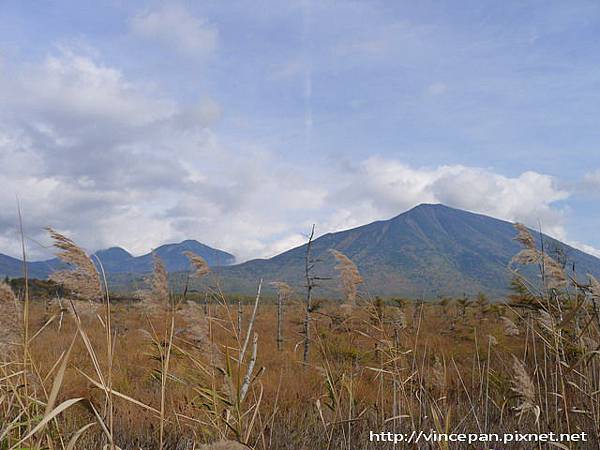 男體山 枯木 芒草