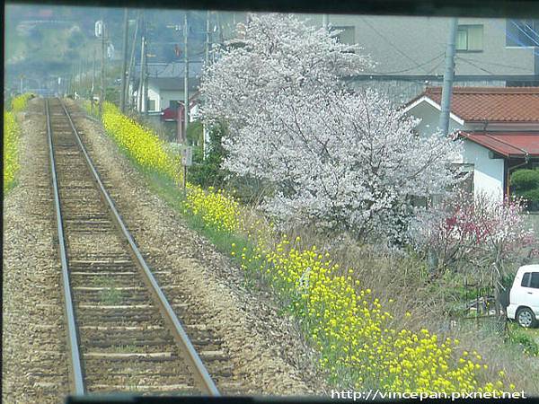 櫻花油菜花