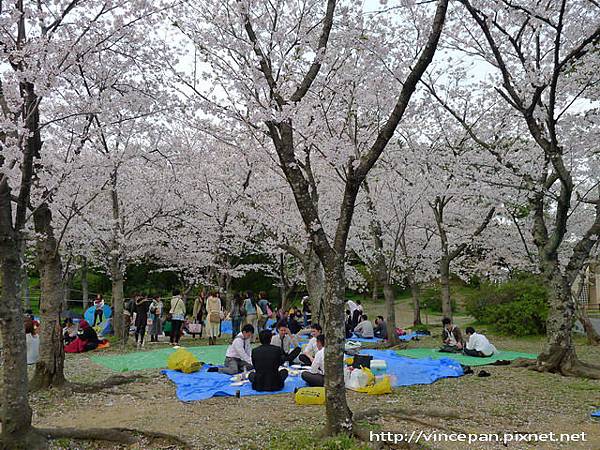 西公園  賞櫻人群