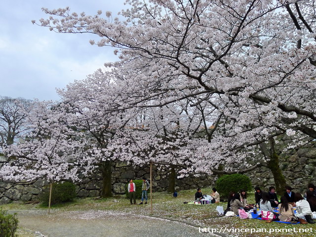 福岡城跡 天守台旁櫻花