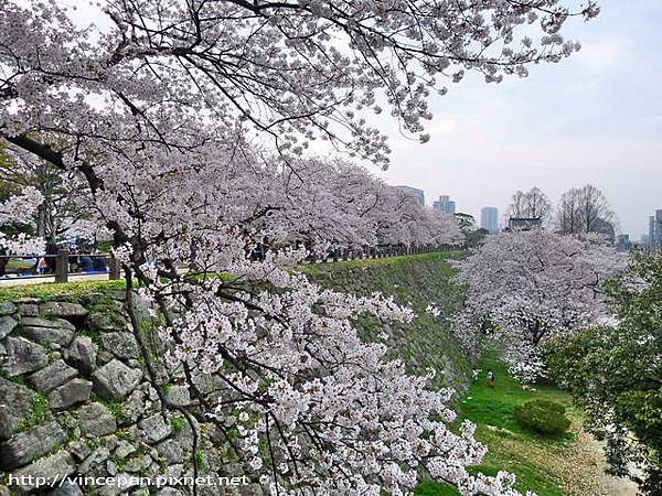 福岡城跡 城牆 櫻花列 