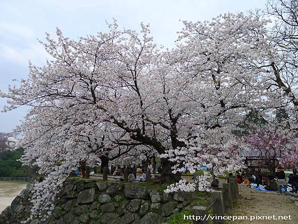 福岡城跡 城牆櫻花