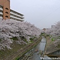 佐保川橋的左邊