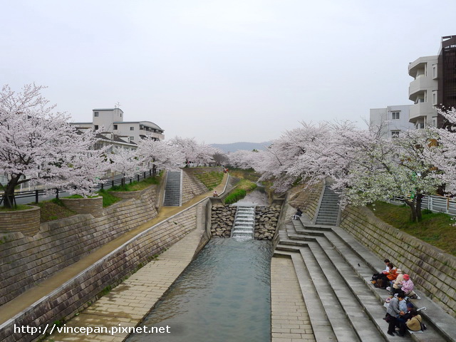 櫻花 野餐