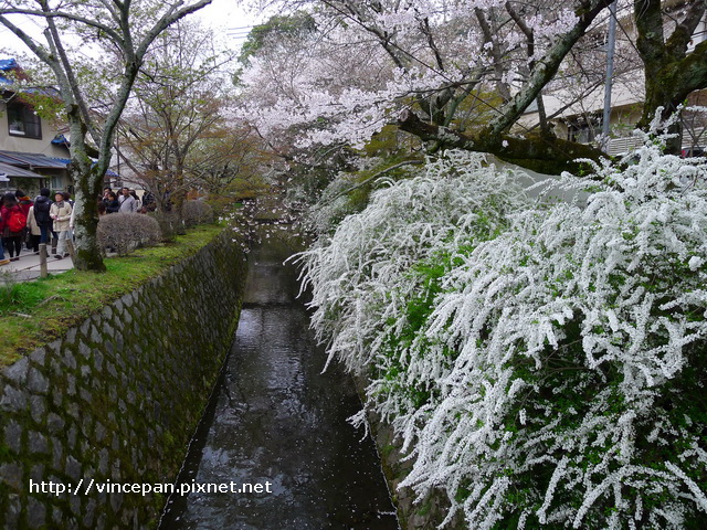 哲學之道  雪柳