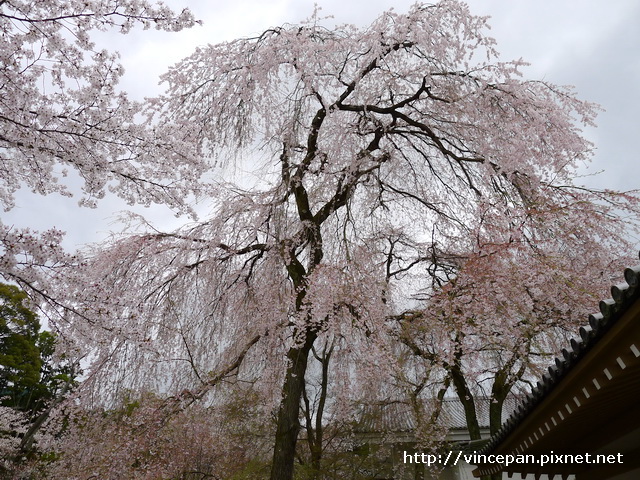 醍醐寺 靈寶館 枝垂櫻1