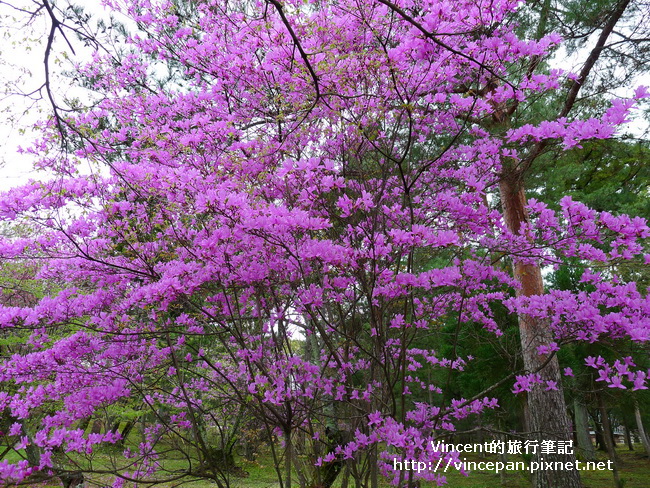 杜鵑花