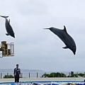 海豚越出水面