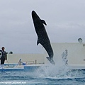 擬虎鯨跳躍