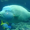 大石斑魚