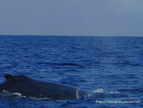 鯨魚背2