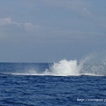 鯨魚浪花2