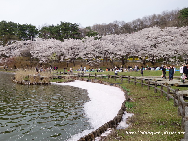 高松の池 花毯2