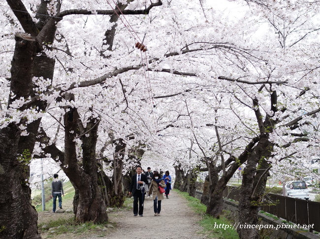 檜木内川堤 櫻花隧道2