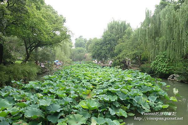 荷花池