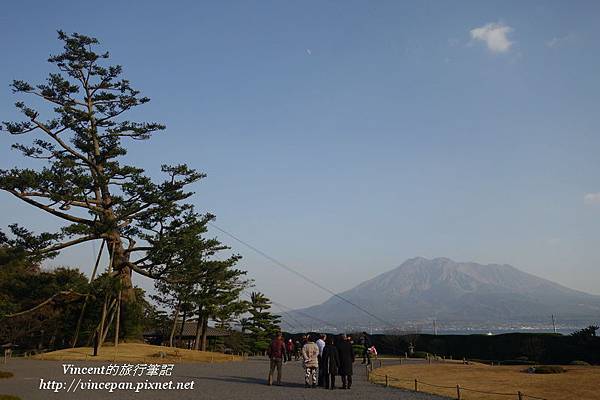 櫻島 五葉松