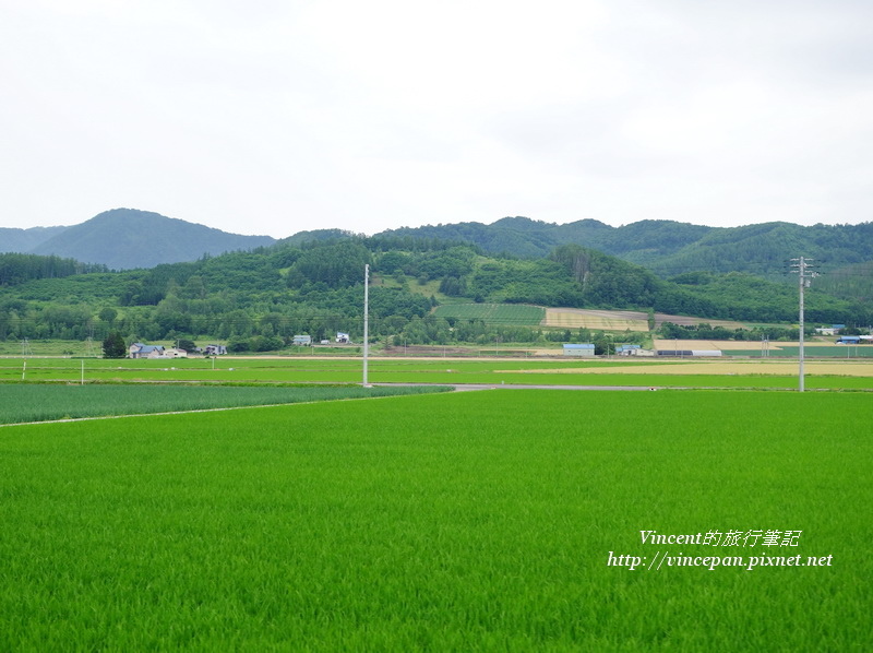 綠油油的稻田