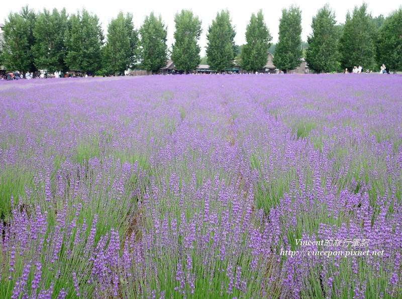 倖之花田薰衣草2