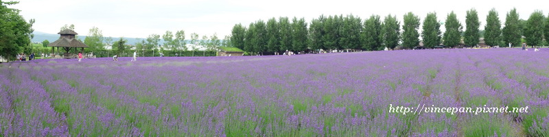 倖之花田 全景