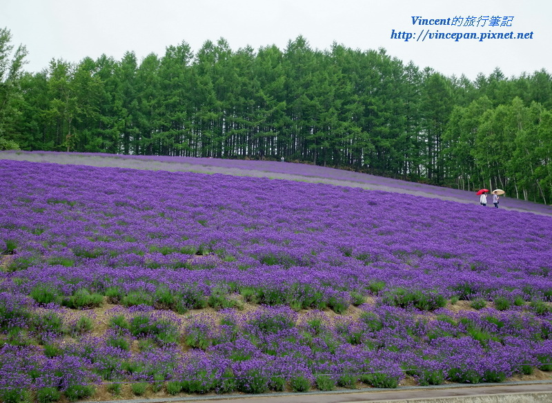 傳統薰衣草花田1